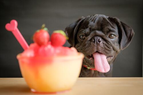 4 ricette di smoothies per cani