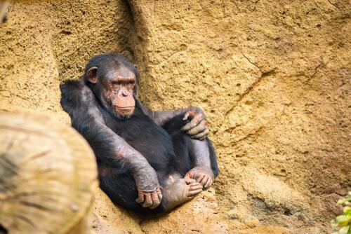 Tecniche di caccia degli scimpanzé