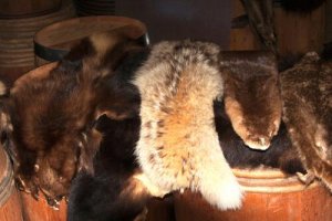 Finalmente terminerà il commercio delle pellicce