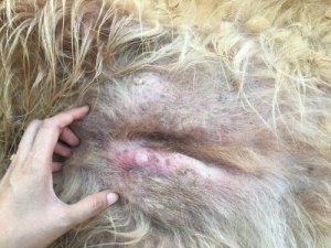Tumore cutaneo nei cani: sintomi e trattamenti