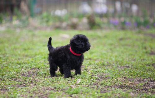 Affenpinscher nel prato