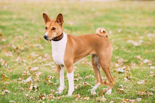 Basenji nel prato