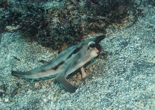 Caratteristiche del pesce pipistrello