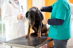 Trattamenti di chemioterapia per cani