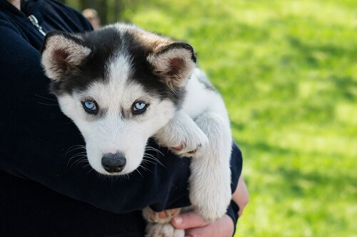 Cucciolo di husky siberiano tenuto in braccio