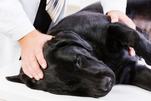 Cane con epilessia calmato da veterinario