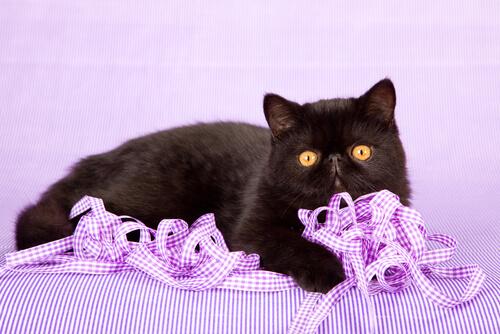 Exotic Shorthair nero con filo