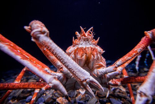 Granchio gigante giapponese