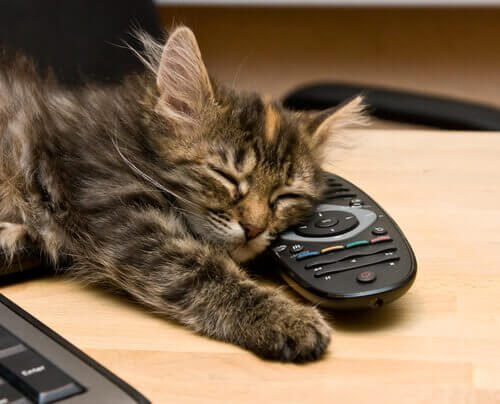 I gatti percepiscono il dolore umano