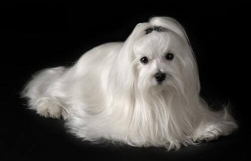 Cane Maltese