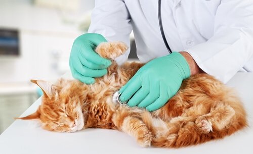 Trattamento e cura della cardiomiopatia ipertrofica nei gatti