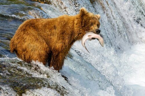 Le differenze tra orso bruno e grizzly