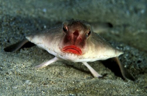 Il pesce pipistrello dalle labbra rosse: conosciamolo meglio
