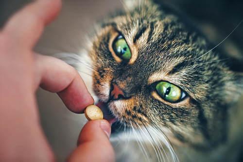 Pillole al gatto