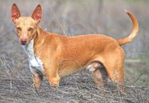 Il Podenco spagnolo: creato per la caccia