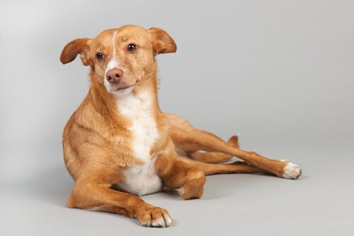 Podenco spagnolo sdraiato