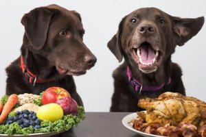 I cani possano essere vegani?