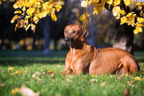 Rhodesian Ridgeback nel prato