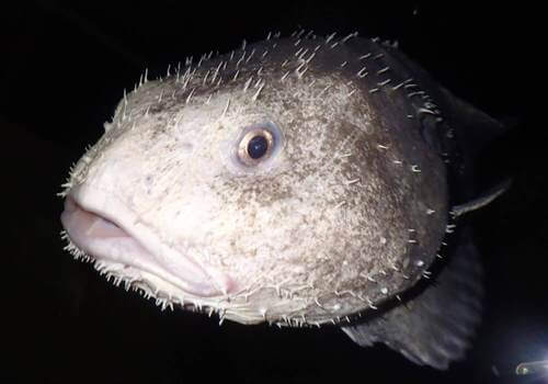 Riproduzione pesce blob