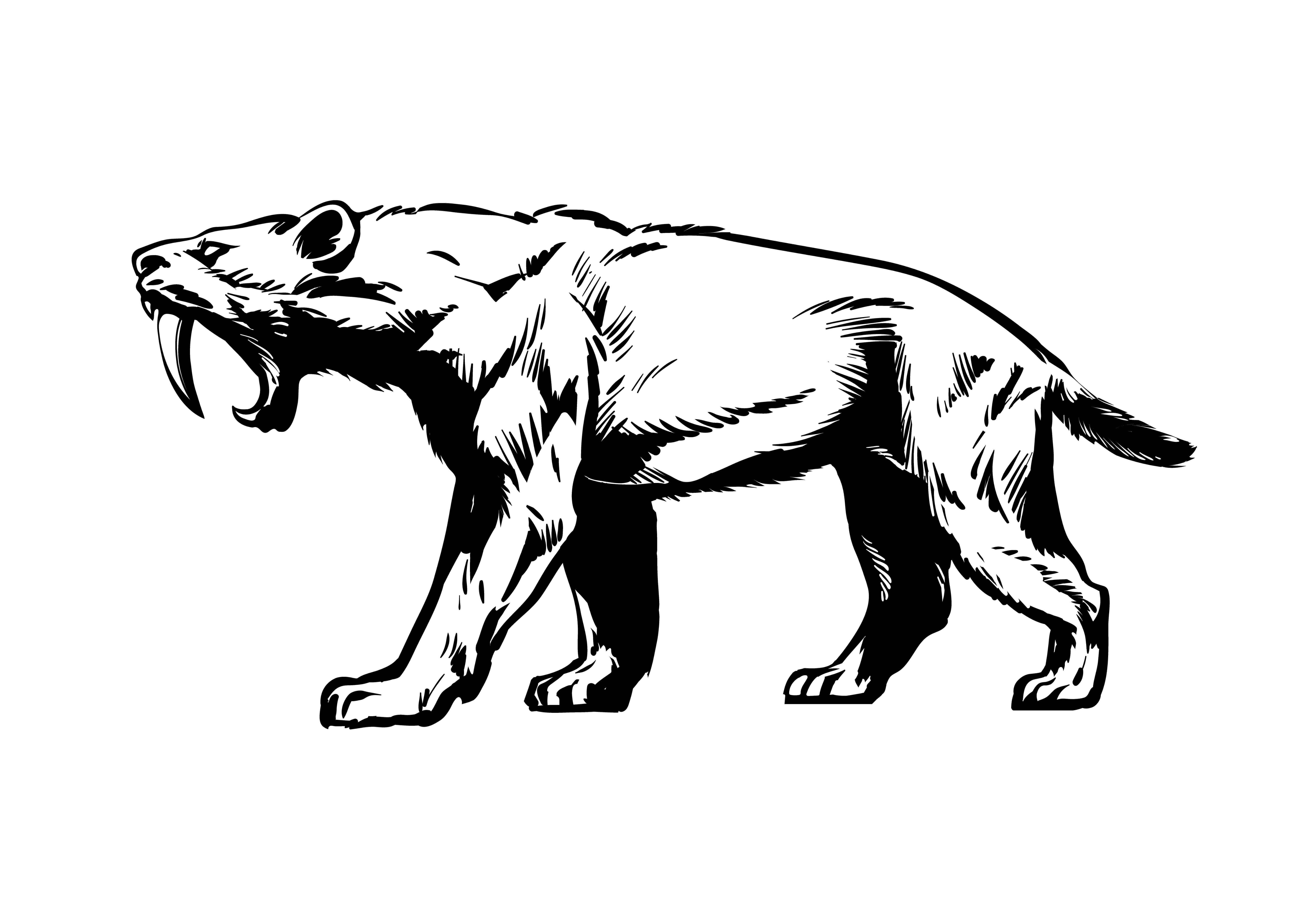 Disegno di Smilodon