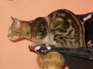 Gatto Sokoke: scopriamo le sue caratteristiche