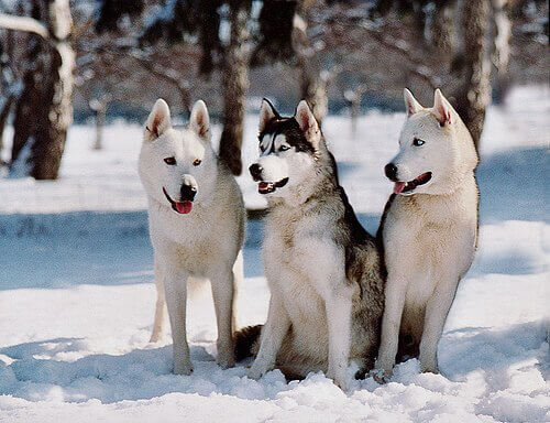 Tre husky siberiani a cuccia sulla neve