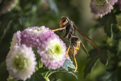 Un calabrone asiatico su un fiore