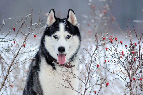 Perché gli husky siberiani hanno gli occhi azzurri?