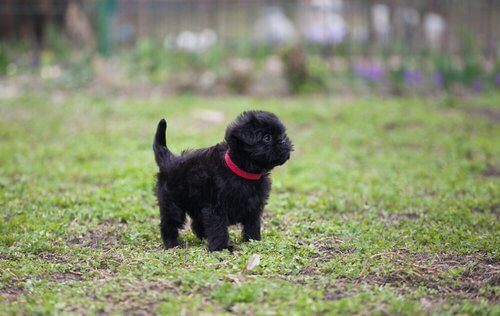 Affenpinscher tedesco