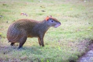 5 animali caratteristici del Centro America