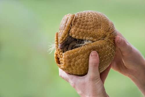 Armadillo attorcigliato come una palla