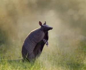 Scopriamo le caratteristiche dell'armadillo
