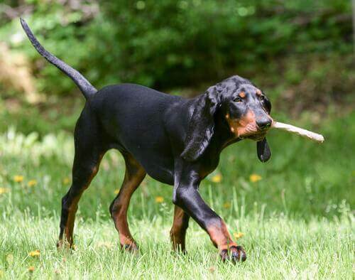 Black and tan coonhound nel prato