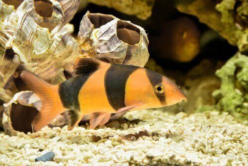 Il botia pagliaccio tra fauna dell'isola di Sumatra