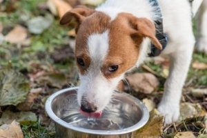 Il mio cane può bere qualsiasi tipo di acqua?