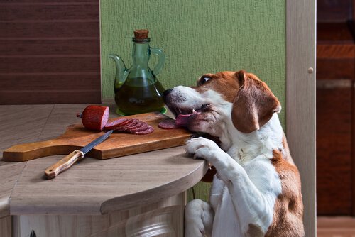 Cane cerca di afferrare salame