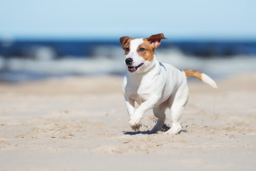 cane che corre libero in spiaggia 