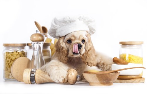 Cane che cucina la pasta