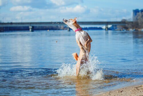 Cane che salta in acqua