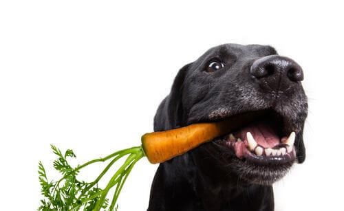 cane nero con carota in bocca 