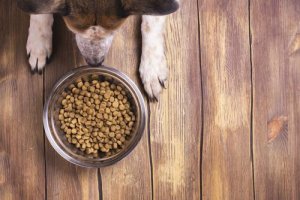 Consigli per conservare correttamente il cibo per cani