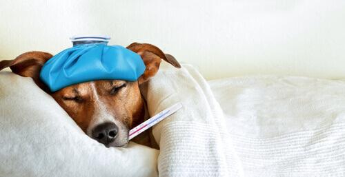 Prevenire e curare l’influenza nei cani