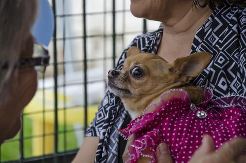Cagnolino spaventato