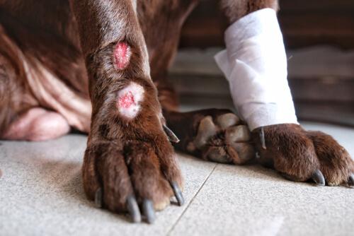 cane con zampe fasciate per dermatite acrale 