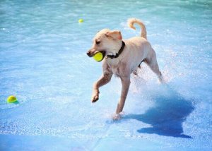 Il cane beve l'acqua della piscina: quali sono i rischi?