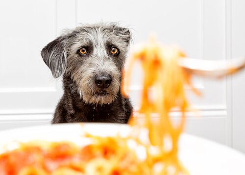I cani possono mangiare la pasta?