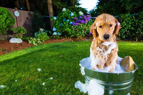 Lavare il cane in giardino 