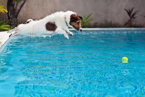 cane si bagna in piscina