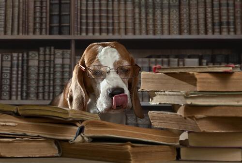 Cane con occhiali in biblioteca tra i libri 
