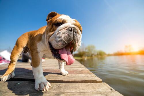 5 razze di cani che soffrono il caldo